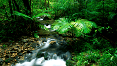 Tour the beautiful Daintree: where the rainforest meets the sea.