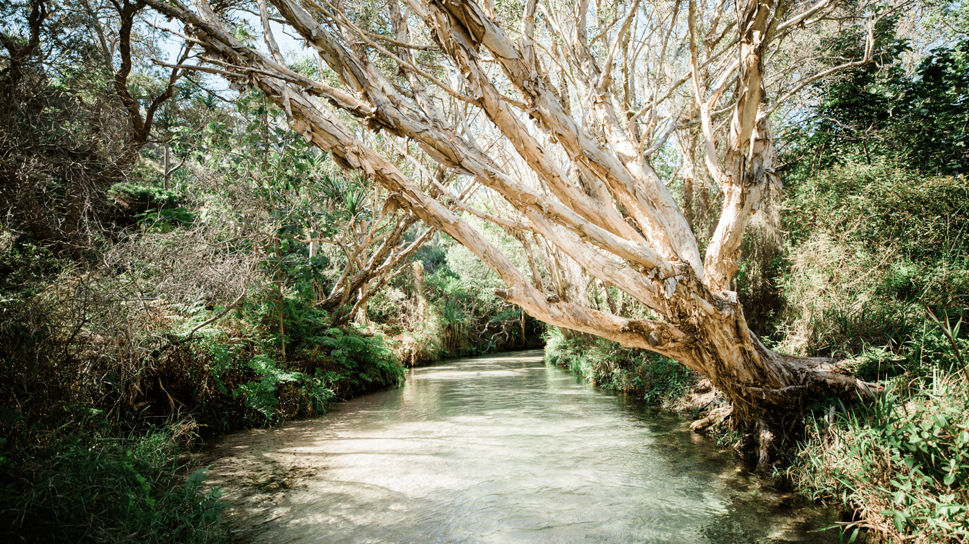 Eli Creek 