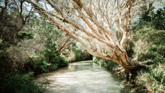 Eli Creek 