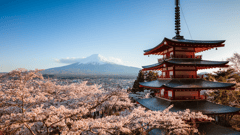 See Japan at the most beautiful time of year!