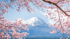 Cherry blossoms