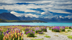 View the brilliant turquoise water at Lake Tekapo 