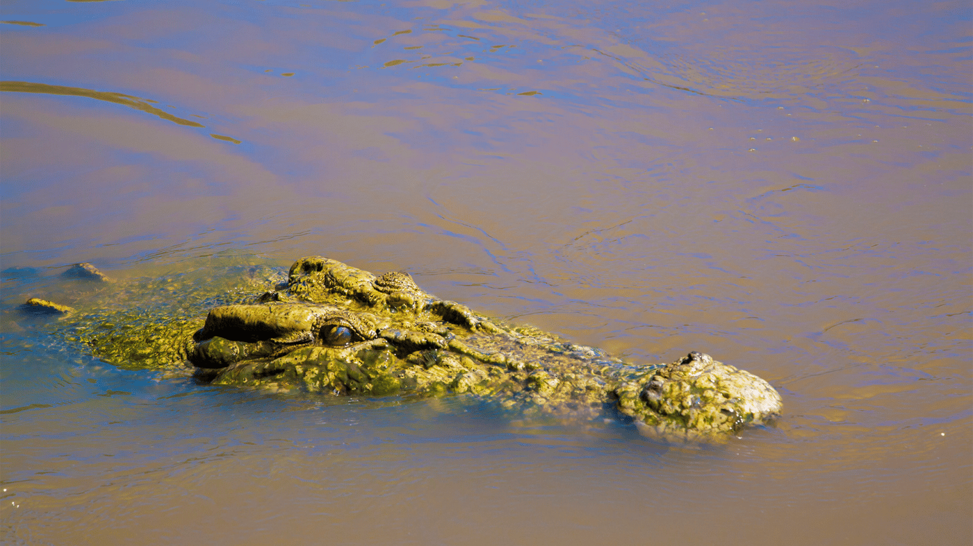Saltwater Crocodile