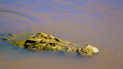 Saltwater Crocodile