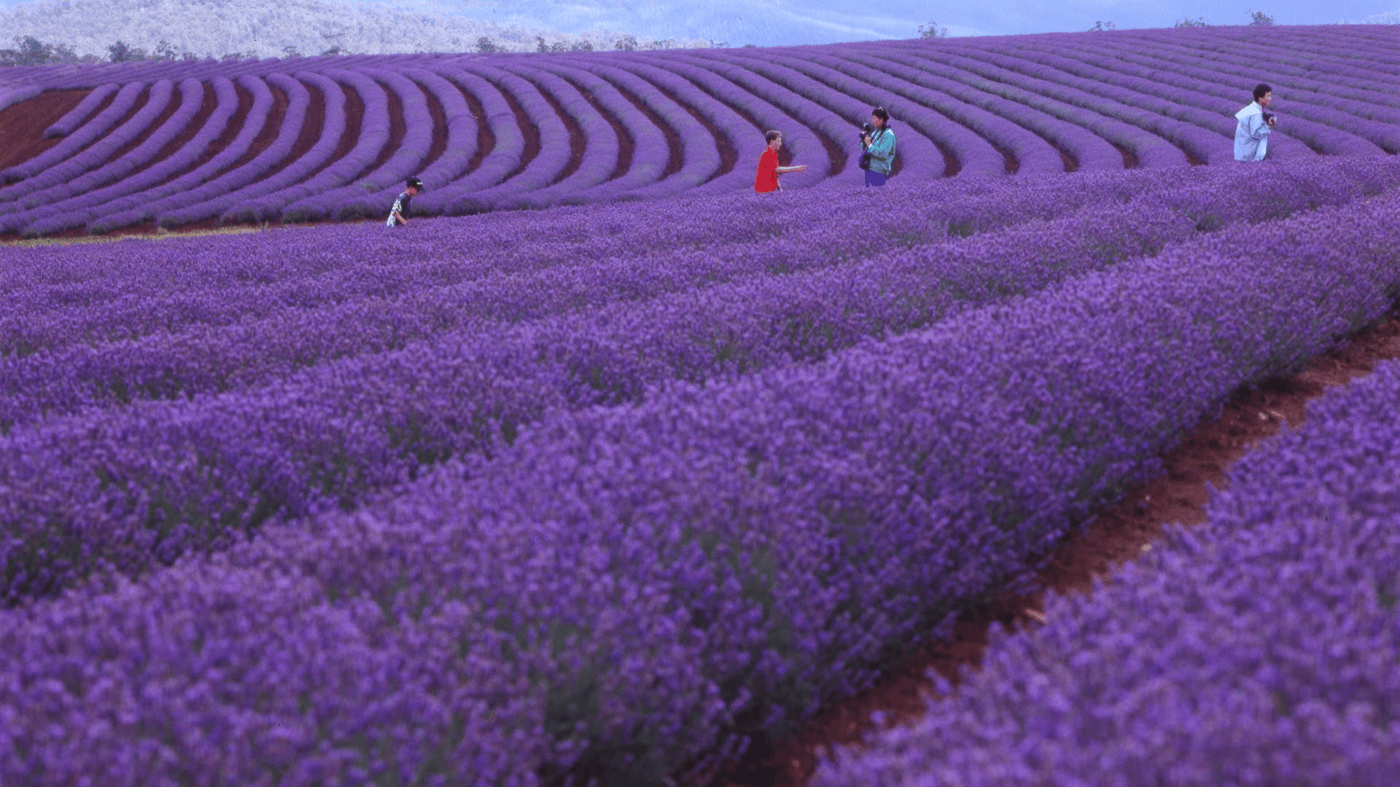 Visit Bridestowe Lavender Estate