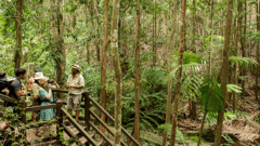 Join a guided ranger tour through Wanggoolba Creek 