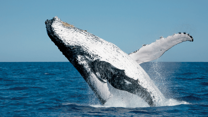 Tour K'gari (Fraser Island) next whale season with like-minded over-60s!
