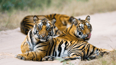 Bengal Tigers, Ranthambore National Park 