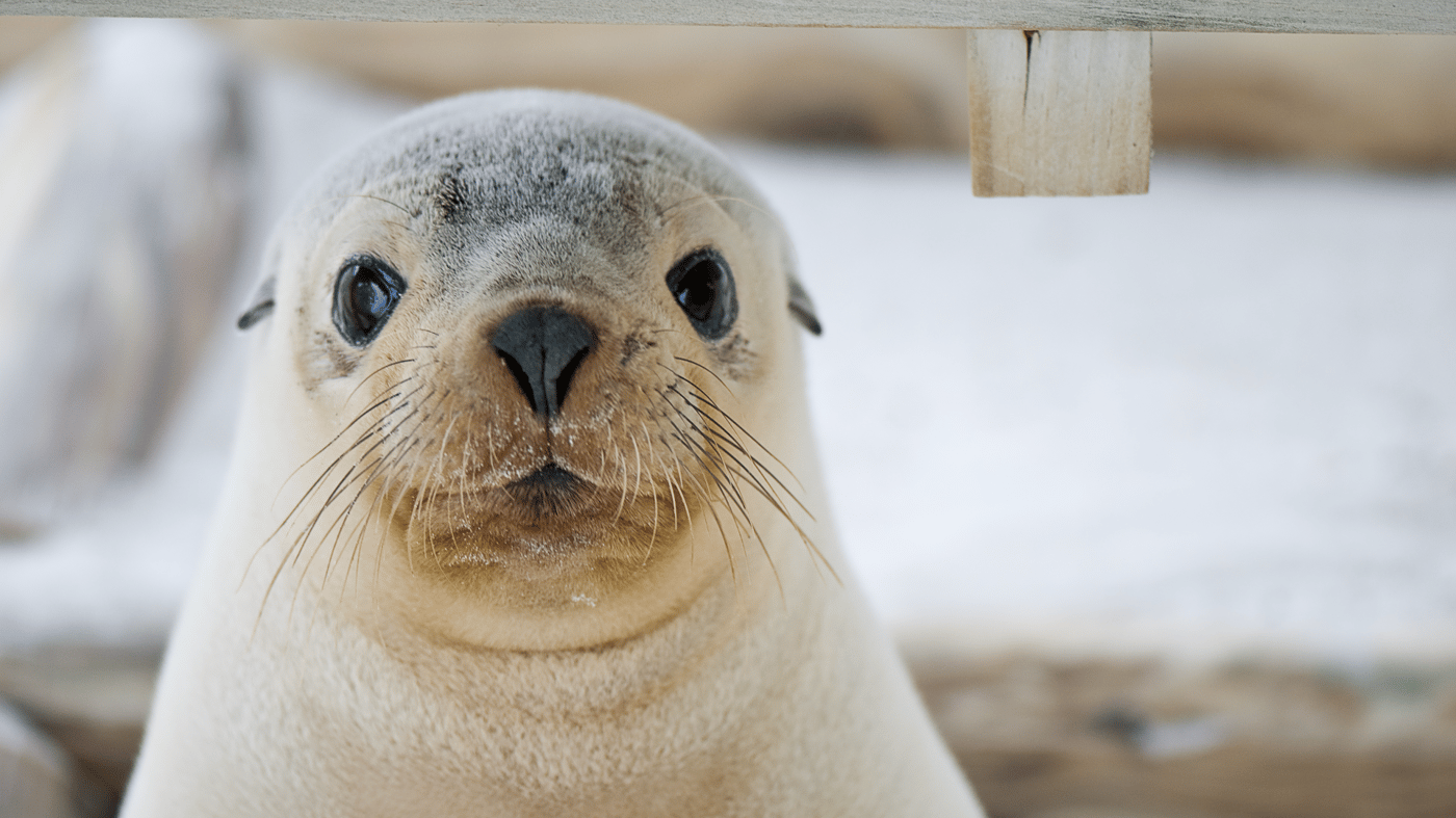 Seal, Kangaroo Island 