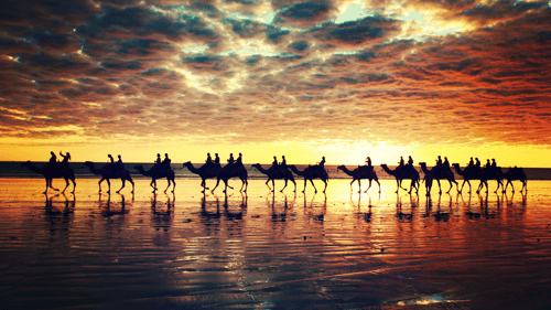 Camel rides at sunset, Cable Beach, Broome 
