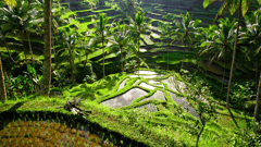 Ubud, Bali 