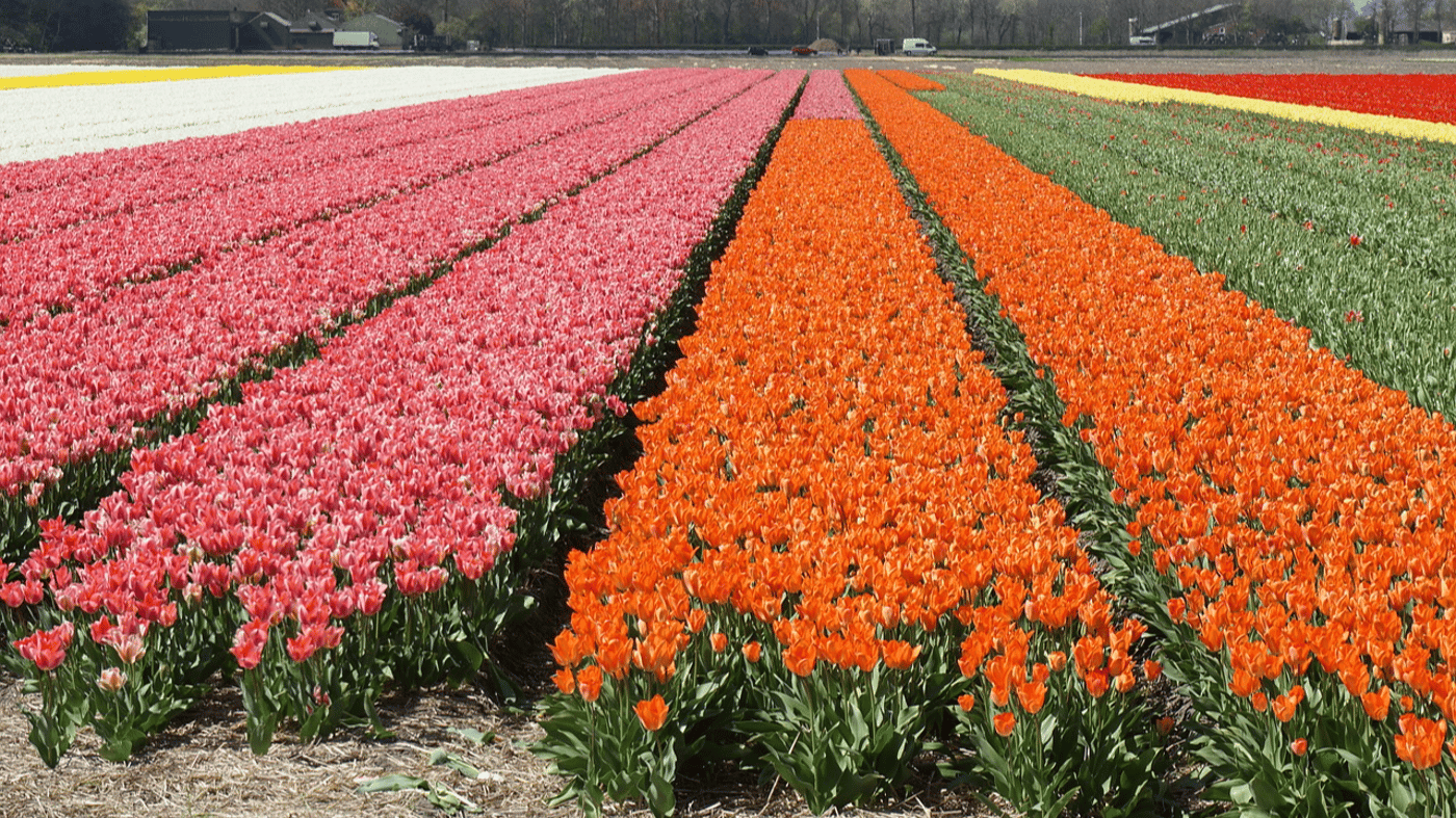 Tulips, Netherlands 
