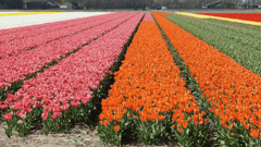 Tulips, Netherlands 