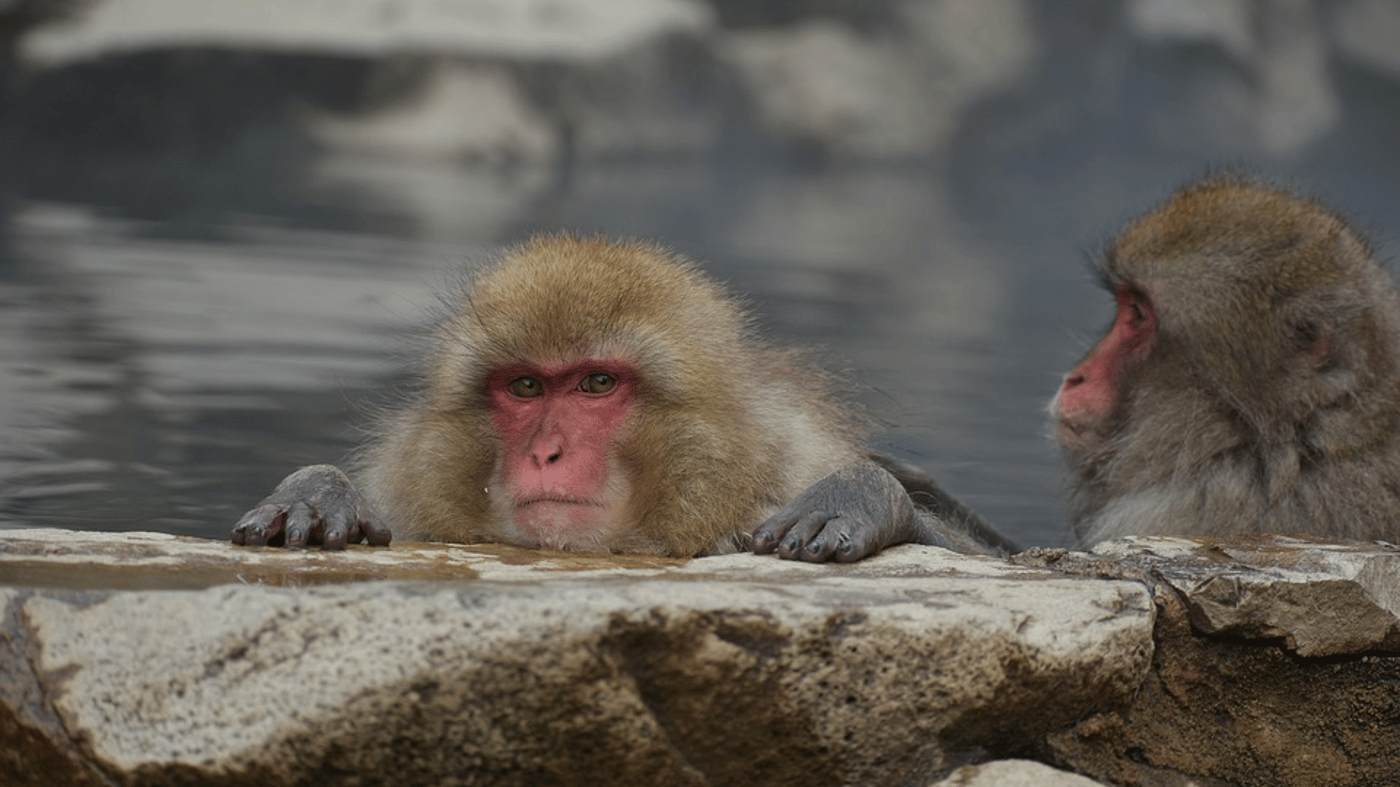 Snow Monkeyss 