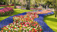 Keukenhof Gardens 