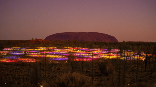 Sunrise at Field of Light, Uluru 