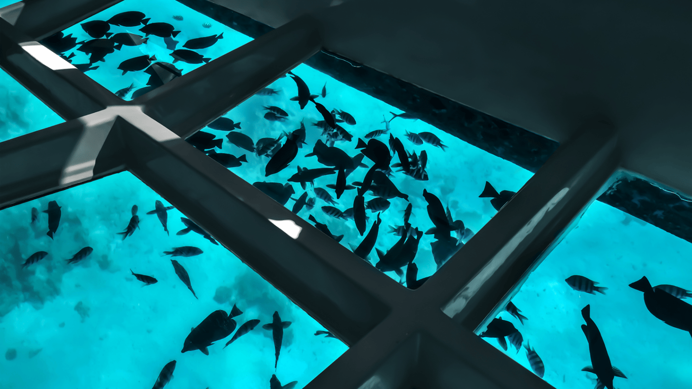 See the adundance of tropical marine life via a glass bottom boat (or get up even more up close with snorkelling)