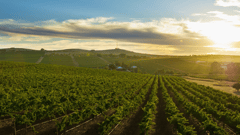 Clare Valley 