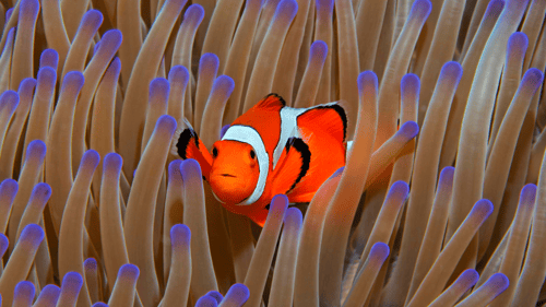 Great Barrier Reef