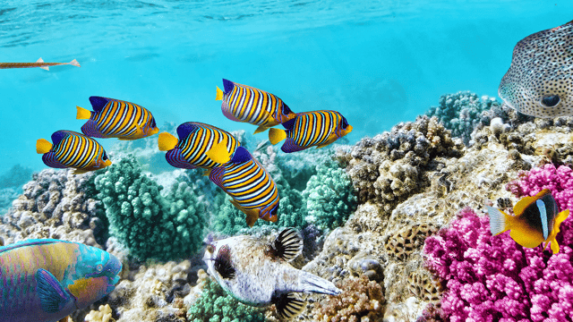 Great Barrier Reef Explorer