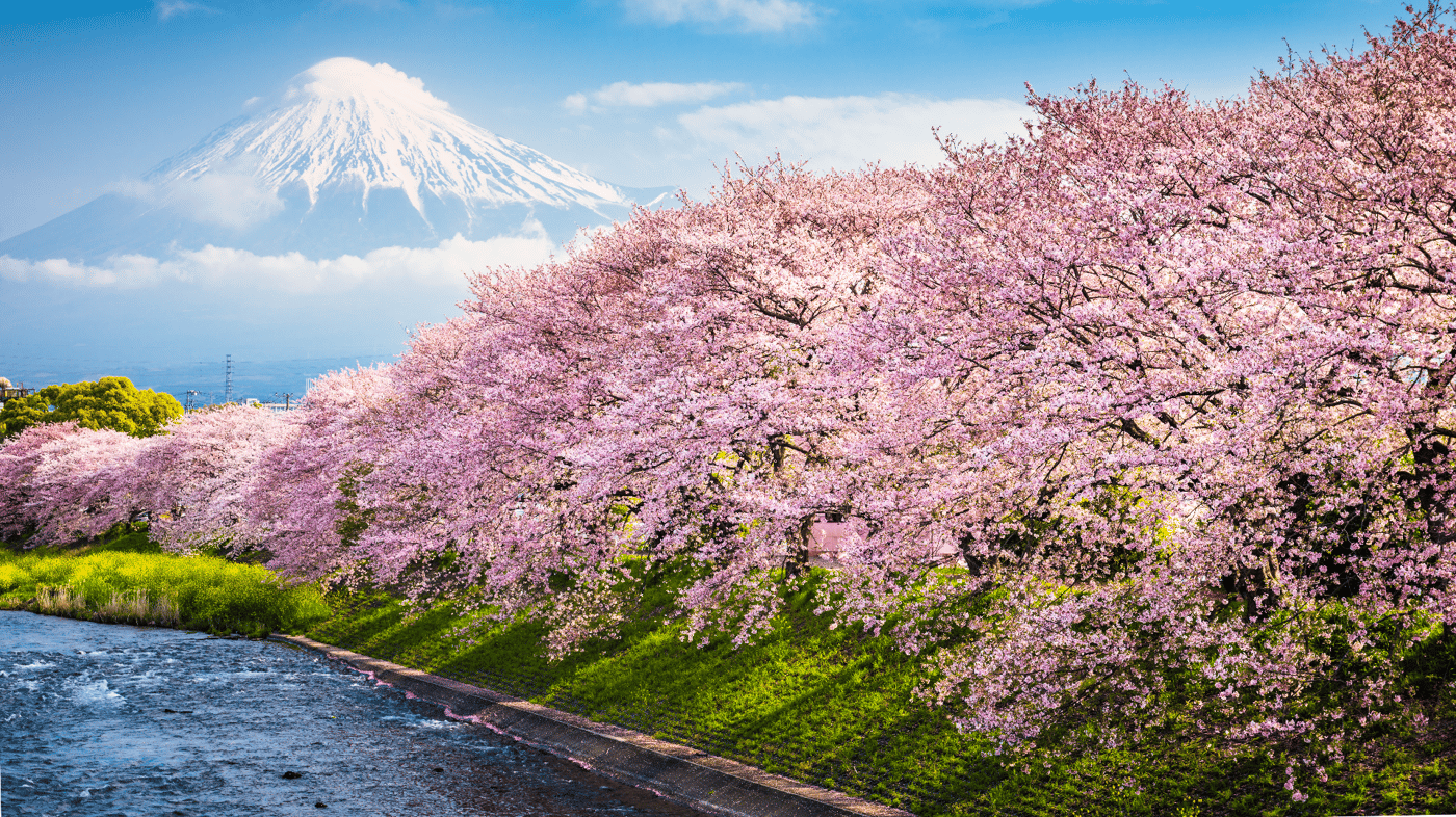 Cherry Blossom Season 