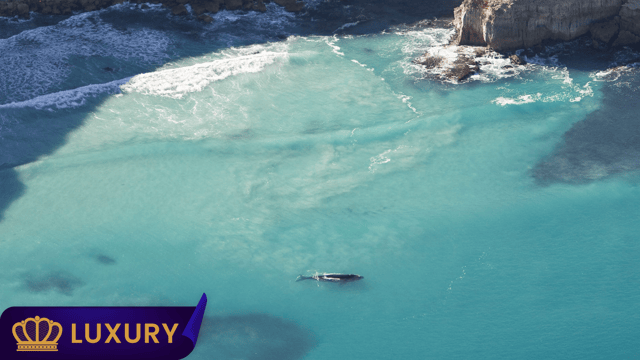 Small group journey across the Eyre Peninsula