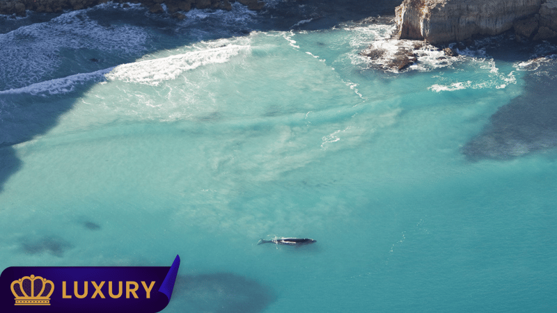 8 Day South Australian Whales & Seafood 
