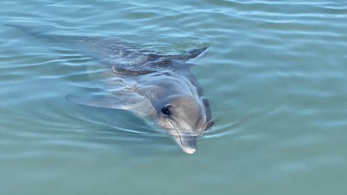Every morning, Monkey Mia’s wild dolphins swim to shore to be fed