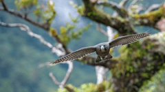 Fiordland National Park is now over 1.2 million hectares in size and rightly famous for its epic, grand scale scenery, untamed wilderness and unique wildlife