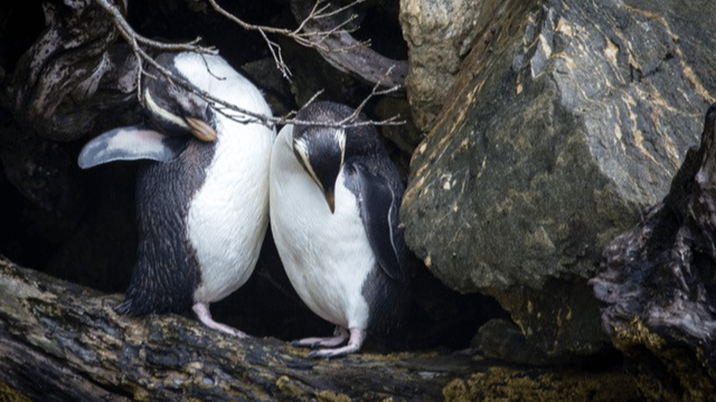 Fiordland Crested Penguins, Doubtful Sounds