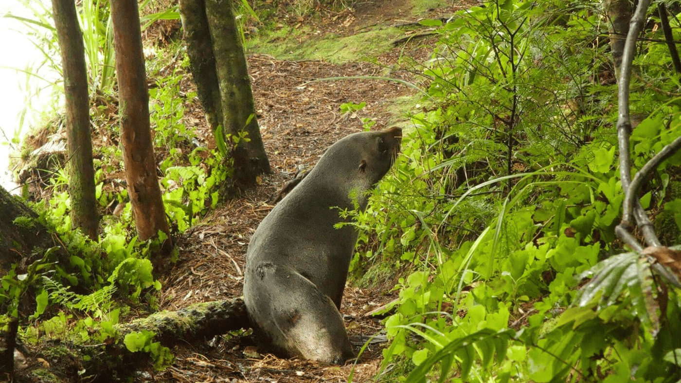 Seal, Anchor Island