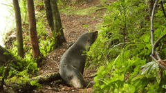 Seal, Anchor Island