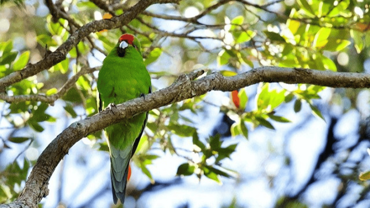 Parakeet, Ulva Island