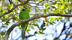Parakeet, Ulva Island