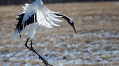 Red Crowned Crane