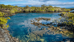Ecuador, Galapagos Islands, Isla Isabella, mangrove bay in the lava surface at Punta Moreno