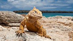Galapagos Land Iguana, Galapagos Islands, Ecuador
