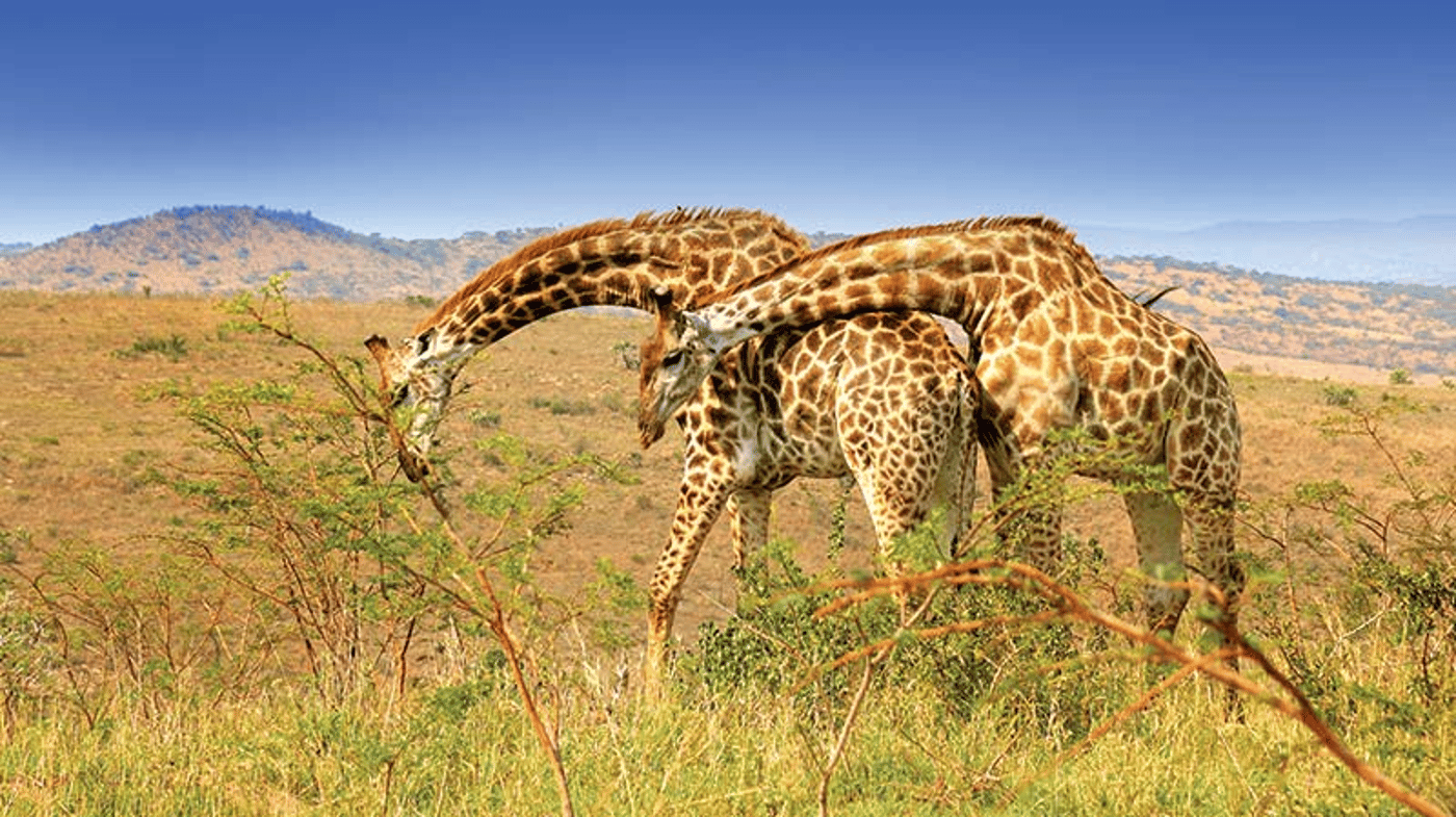 Be on the look out for Giraffes. 