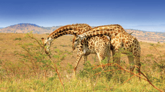 Be on the look out for Giraffes. 