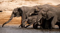 Search for the “Big 5” throughout your trip, Lions, Leopards, Rhinoceros, Elephants and Buffalos 