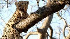 Continue your search for the “Big 5” and other local animals, such as giraffes or cheetahs