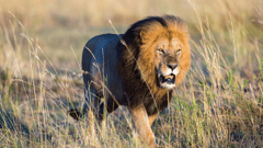 Pilanesberg National Park, where the lions reign as kings