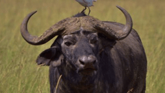 Buffalo