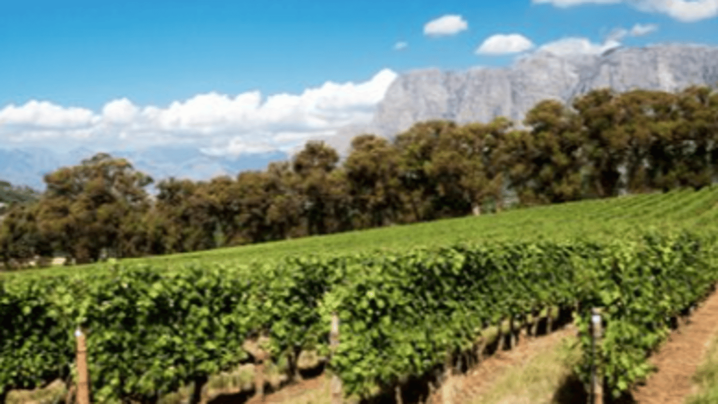 The winelands of the Western Cape await