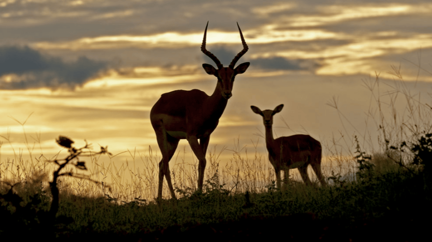 Safari Sightings 