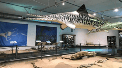 Displays at Kronosaurus Korner, Richmond