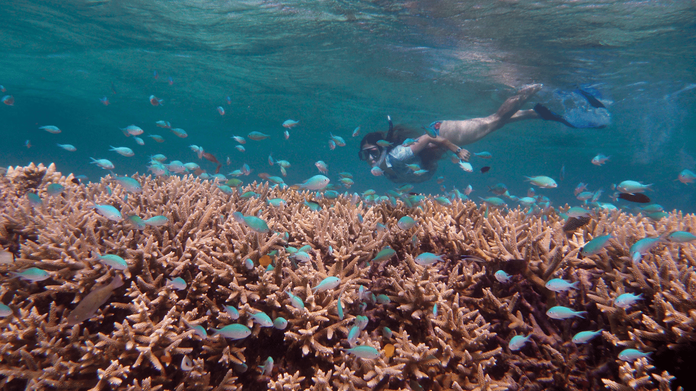 Get up close with a snorkel of the Great Barrier Reef