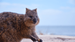 Rottnest Quokka 