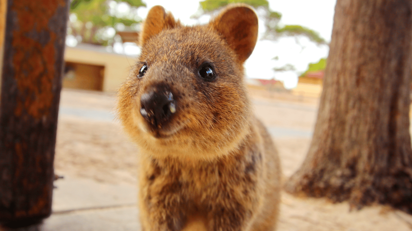 Quokka - Rottnest Island 