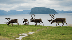 Don't miss out on the panoramic views of Hammerfest, Norway